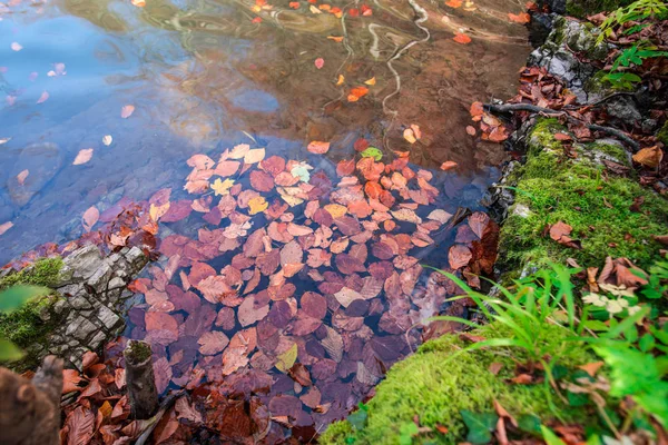 Wasser Mit Abgefallenen Braunen Blättern — Stockfoto