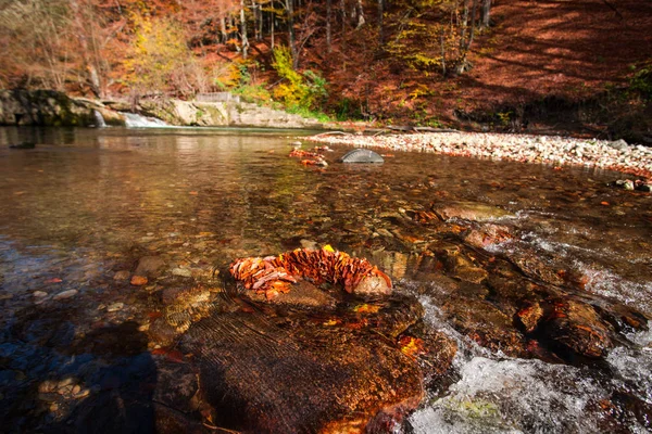 Floden Med Torkade Löv Höstlig Skog — Stockfoto