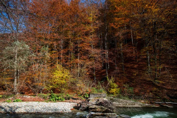 Bosque Otoñal Brillante Con Río Paisaje Natural — Foto de Stock