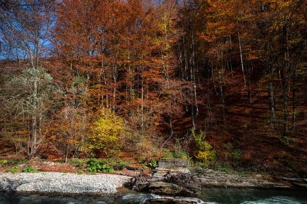 Heller Herbstlicher Wald Mit Fluss Natürliche Landschaft — Stockfoto