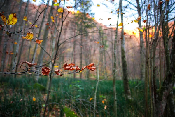 Waldlandschaft Herbst — Stockfoto