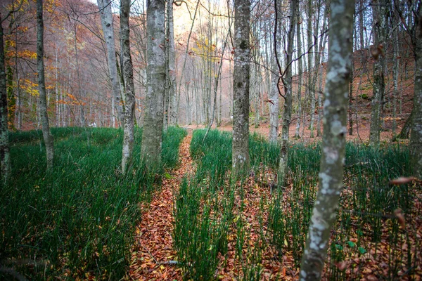 Ландшафт Лісу Восени — стокове фото
