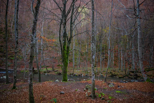 紅葉の森 自然の風景 — ストック写真