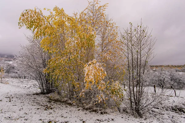 Árboles Otoñales Con Primera Nieve Paisaje Natural —  Fotos de Stock