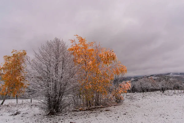 Árboles Otoñales Cubiertos Nieve Paisaje Natural —  Fotos de Stock
