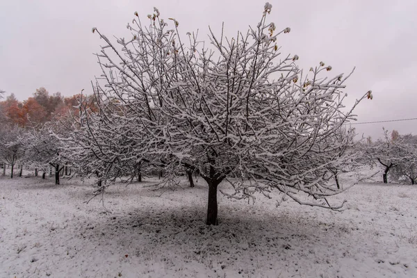 Winter Countryside Snow Trees — Stock Photo, Image