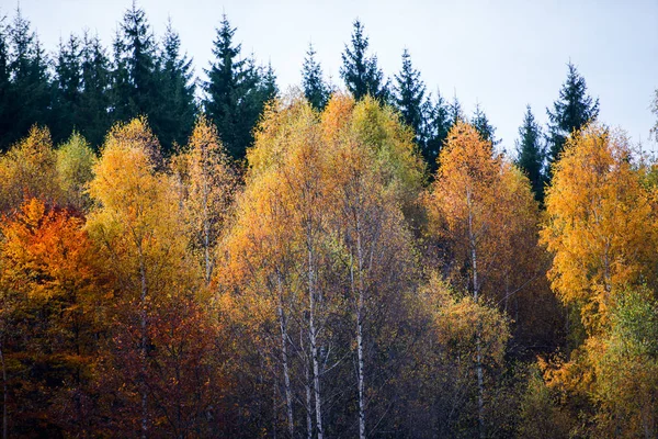 Höstlig Skog Med Färgglada Träd — Stockfoto