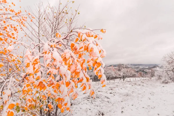 被雪覆盖的橙树 自然景观 — 图库照片