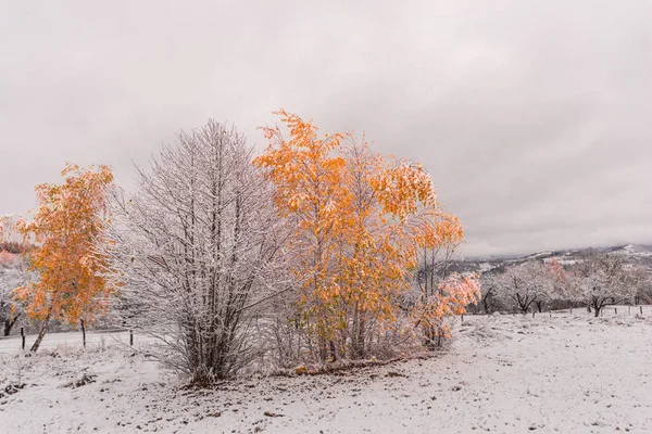 Orange Trees Covered Snow Natural Landscape — Stock Photo, Image