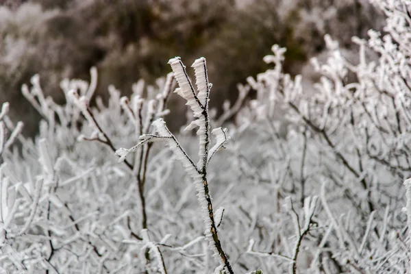 Geschlossene Sicht Auf Frostbedeckte Äste — Stockfoto