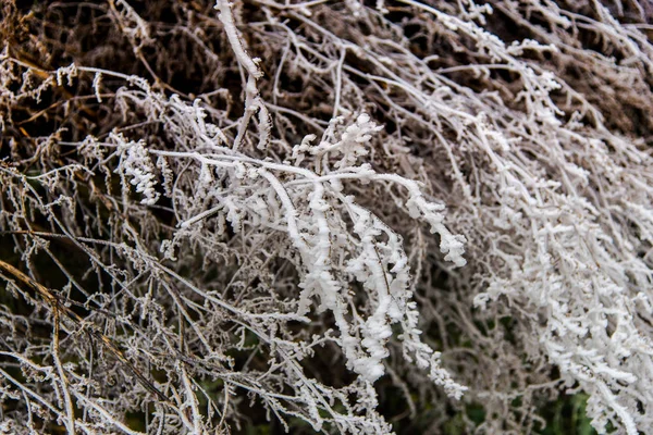 서리가 식물의 — 스톡 사진