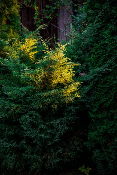Arbustos Coníferas Esponjosas Luz Del Atardecer — Foto de Stock