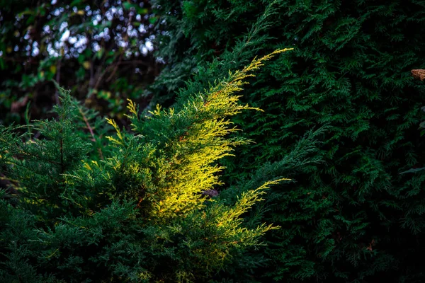 Arbustos Coníferas Esponjosas Luz Del Atardecer — Foto de Stock