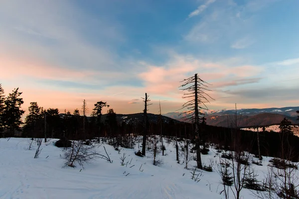 Lesa Hory Zimním Období Stromy Západ Slunce — Stock fotografie