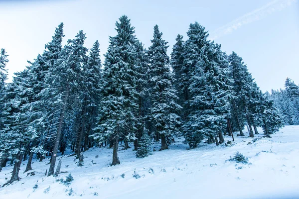 Abeti Soffici Montagne Innevate Paesaggio Naturale — Foto Stock