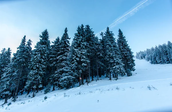 ふわふわもみの木夜の冬山 — ストック写真