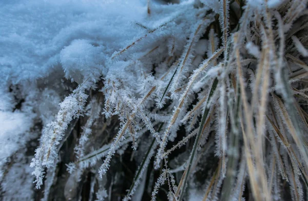 冬は雪に覆われた木 — ストック写真