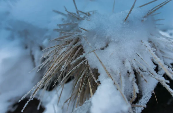 Gedroogd Gras Bedekt Met Sneeuw Ijs — Stockfoto