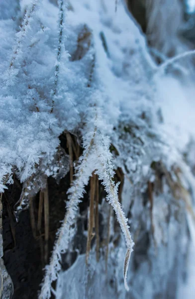 Сушена Трава Вкрита Снігом Льодом — стокове фото