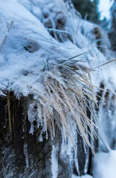 Hierba Seca Cubierta Nieve Hielo — Foto de Stock