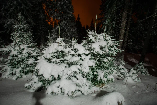 Kış Dağları Kar Ile Kaplı Çam Ağaçları Gece Kırmızı Günbatımı — Stok fotoğraf