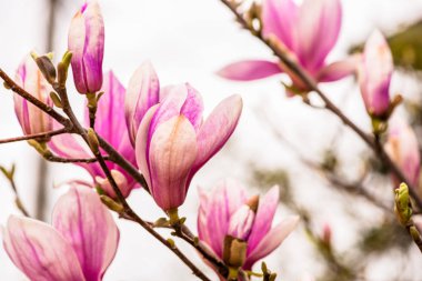 çiçek açan ihale çiçekleri, doğal arka plan