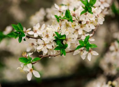 Çiçek açan ağaç çiçek closeup görünümü