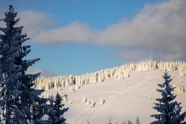 Kalter Weißer Winterwald Mit Schneebedeckten Bäumen Und Landschaft — Stockfoto