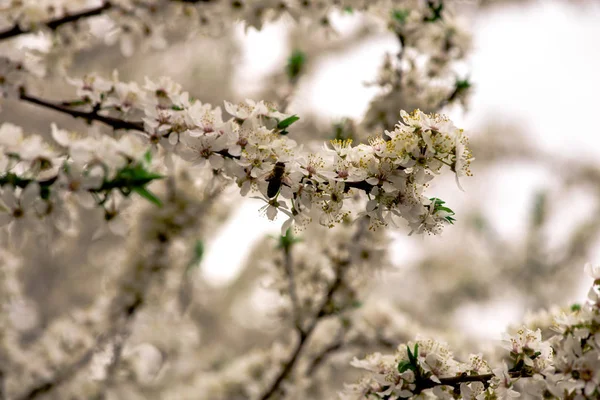 Vue Rapprochée Des Fleurs Des Arbres Fleurs — Photo