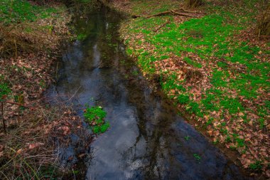 Ormanda yosunlu bitkiler, detay görünümü.