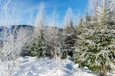 Kabarık karlı köknar kış ormanı