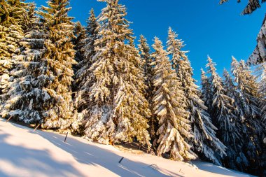 Kabarık karlı köknar kış ormanı