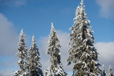 kış sezonu, kar kaplı ağaçlar 
