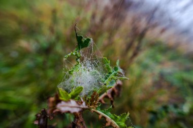 Örümcek ağı ile kaplı bitkilerin kırpılmış görünümü