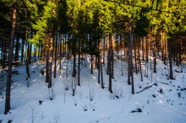 Karlı kış Dağları peyzaj
