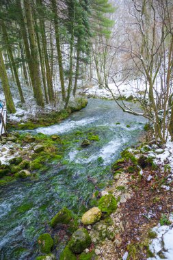 Soğuk gölet suyu olan kış ormanı