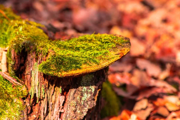 Moospflanzen Wald Detailansicht — Stockfoto