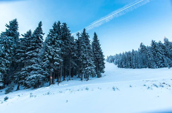 ふわふわの雪に覆われたもみと冬の森 — ストック写真