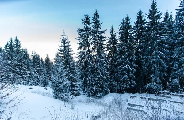 Floresta Inverno Com Abetos Nevados Fofos — Fotografia de Stock