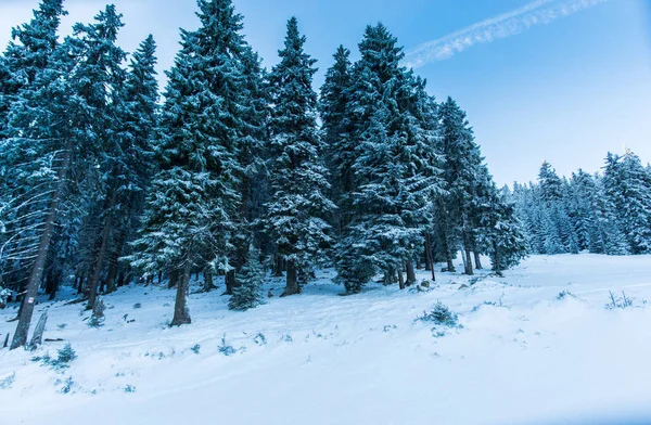 Bosque Invierno Con Abetos Nevados Esponjosos — Foto de Stock