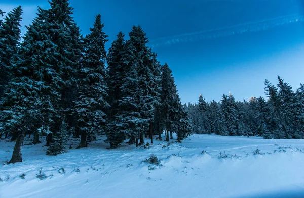 Bosque Invierno Con Abetos Nevados Esponjosos — Foto de Stock