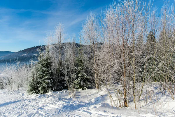 Winter Forest Met Pluizige Besneeuwde Sparren — Stockfoto