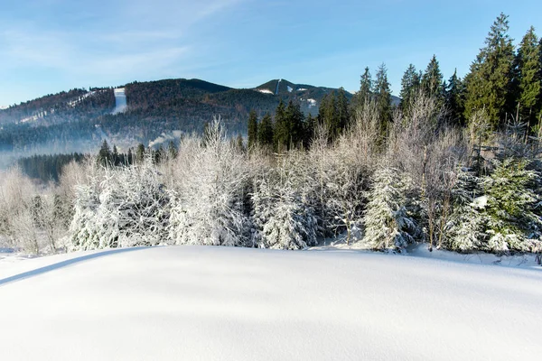 Bosque Invierno Con Abetos Nevados Esponjosos — Foto de Stock