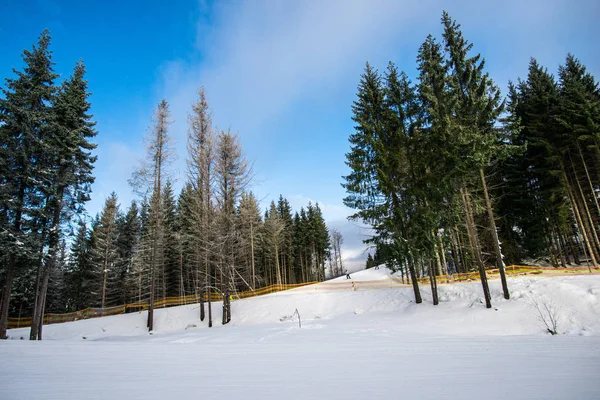 Bosque Invierno Con Abetos Nevados Esponjosos — Foto de Stock