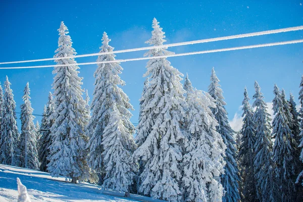 Winterwald Mit Schneebedeckten Fichten — Stockfoto