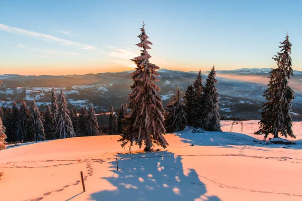 Besneeuwde Spar Bomen Winter Seizoen Berg Sunset Sky — Stockfoto