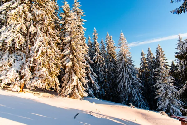 Bosque Invierno Con Abetos Nevados Esponjosos — Foto de Stock