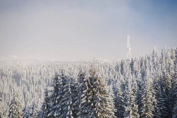Cielo Gris Estación Invernal Árboles Coníferas Cubiertos Nieve — Foto de Stock
