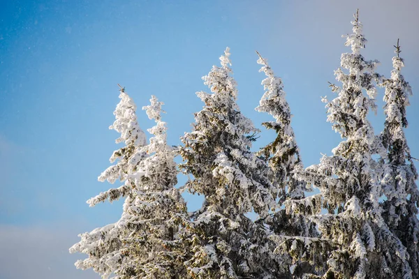 Cielo Azul Estación Invernal Árboles Coníferas Cubiertos Nieve — Foto de Stock
