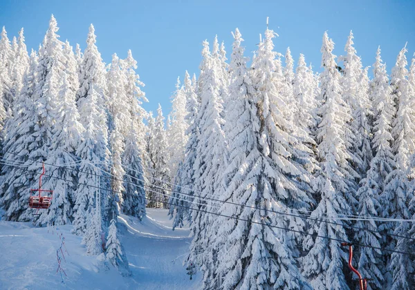 Голубое Небо Зимний Сезон Заснеженные Хвойные Деревья — стоковое фото